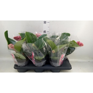 Medinilla magn. 'Lambada'