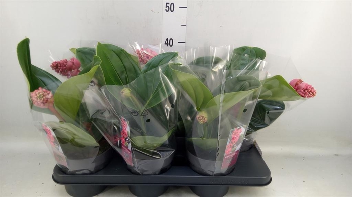 <h4>Medinilla magn. 'Lambada'</h4>