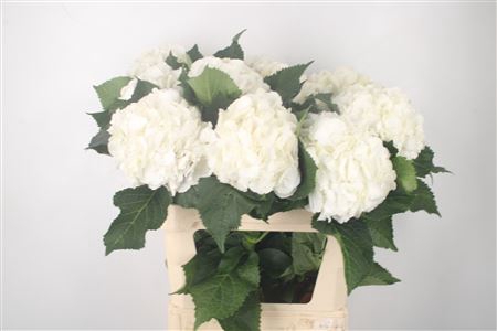 <h4>Hydr M Chelsea White Ex</h4>