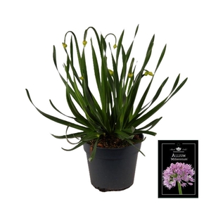 Allium Millenium P17