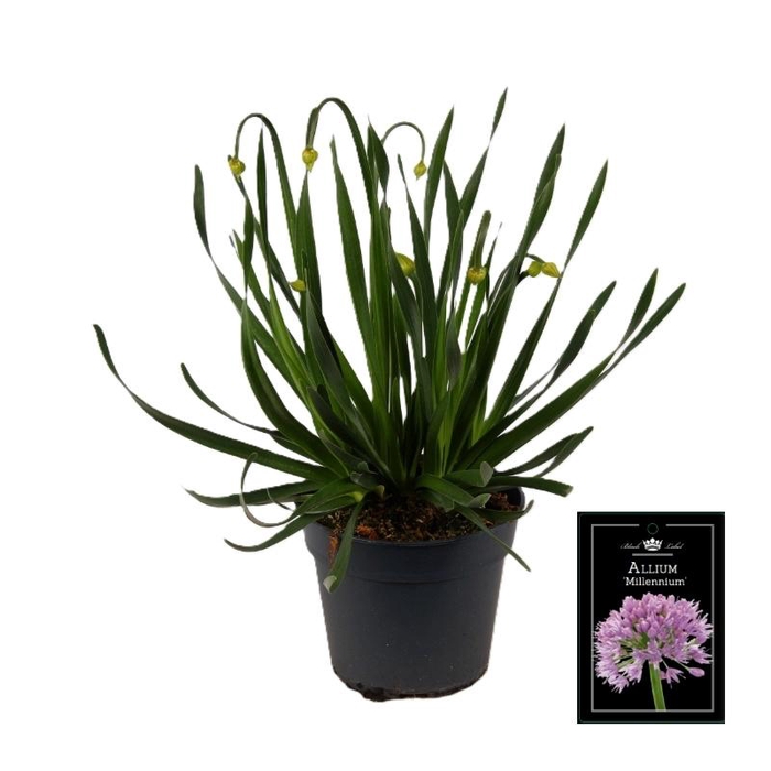 <h4>Allium Millenium P17</h4>