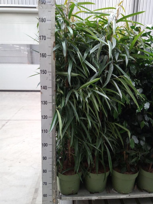 <h4>Ficus binn. 'Alii'</h4>