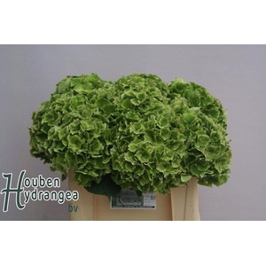 HYDR M MAG EMERAL CL