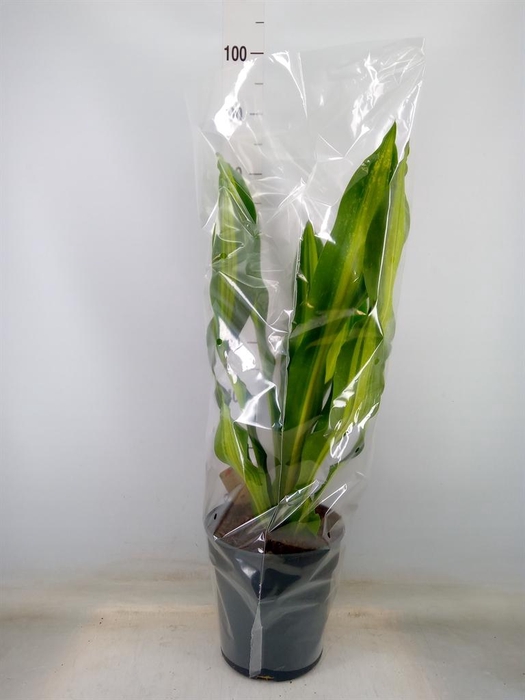 <h4>Dracaena frag. 'Burley'</h4>
