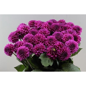 Dahl Ball Purple Fox X40