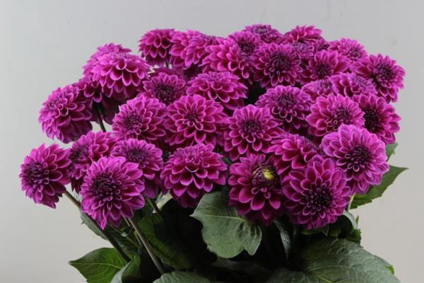 <h4>Dahl Ball Purple Fox X40</h4>