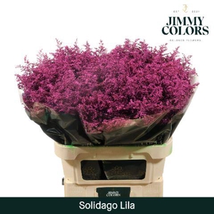 Solidago L80 Lila