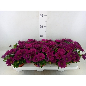 Osteospermum  'Passion Purple'