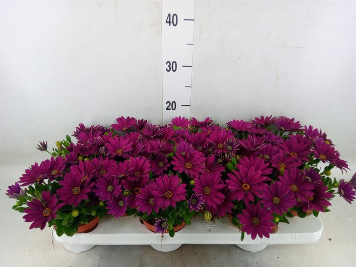 <h4>Osteospermum  'Passion Purple'</h4>