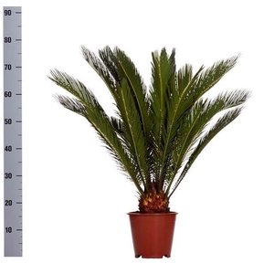 CYCAS REVOLUTA