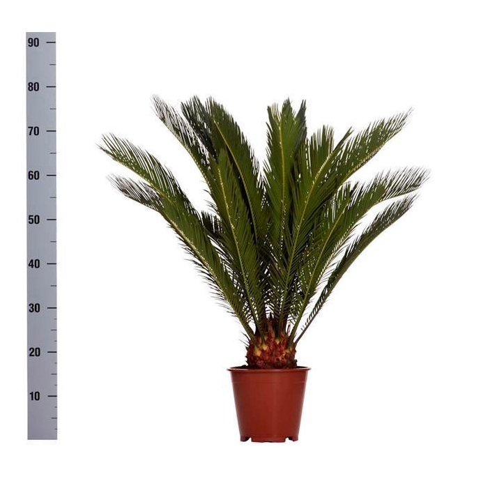 <h4>CYCAS REVOLUTA</h4>