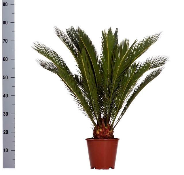 CYCAS REVOLUTA