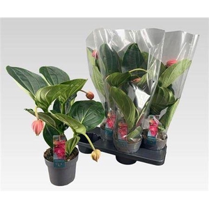 Medin Mag Flamenco 3 Flower