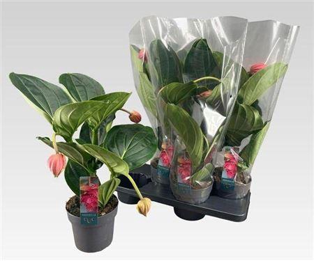 <h4>Medin Mag Flamenco 3 Flower</h4>