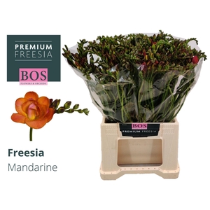 Freesia du Mandarine