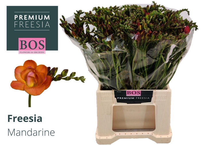 <h4>Freesia du Mandarine</h4>