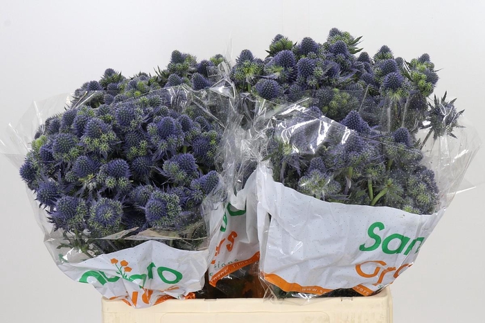 <h4>Eryngium Magical Grand Lagoon</h4>