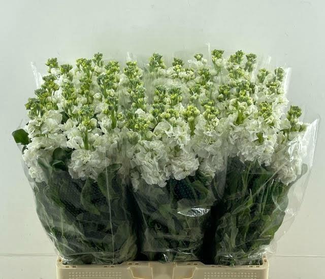 <h4>MATTH IRON WHITE</h4>