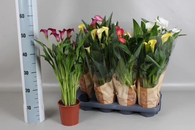 <h4>ZANT GEM 5 KL</h4>