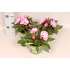 Impatiens N.G.ClockWork DL Appleblossom