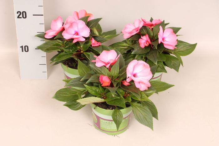 Impatiens N.G.ClockWork DL Appleblossom