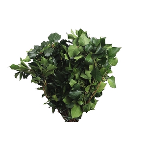 Hedera Green