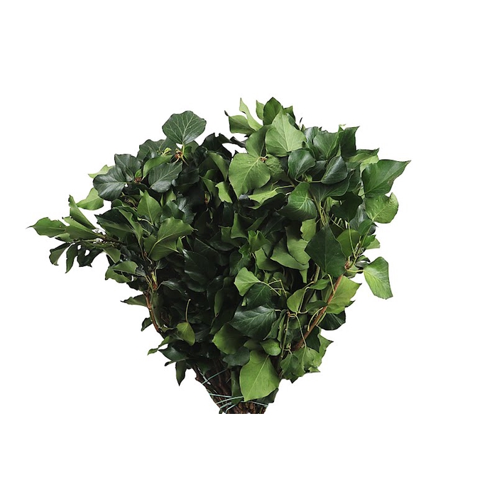 <h4>Hedera Green</h4>