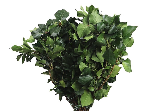 <h4>Hedera Green</h4>