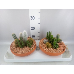 Arr.  Cactus L%