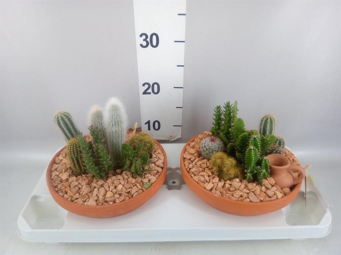 <h4>Arr.  Cactus L%</h4>
