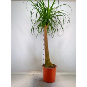 Beaucarnea recurvata