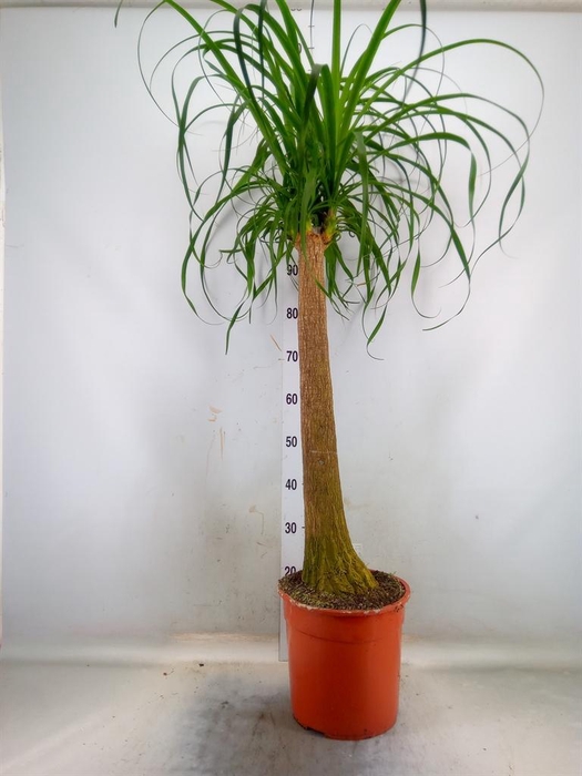 <h4>Beaucarnea recurvata</h4>