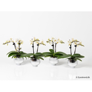 PHALAENOPSIS-HYBRID p6