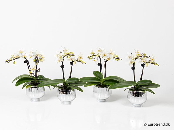 <h4>PHALAENOPSIS-HYBRID p6</h4>