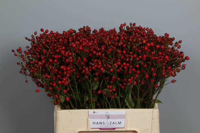 <h4>ROSA MAGICAL PASSOA</h4>