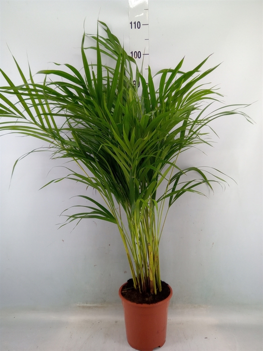 <h4>Dypsis lutescens   ...Chrysalidoca</h4>