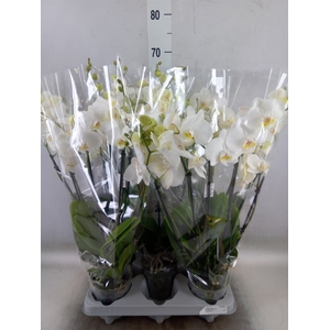 Phalaenopsis   ...white