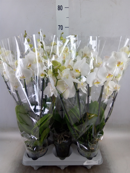 <h4>Phalaenopsis   ...white</h4>