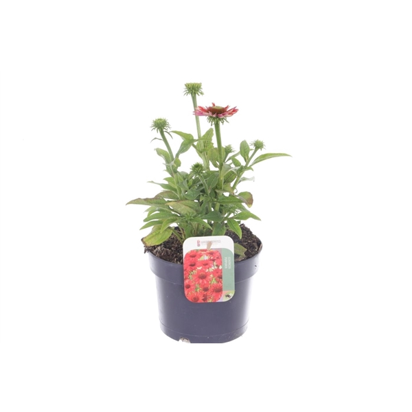 <h4>Echinacea purp. Sombrero Red</h4>