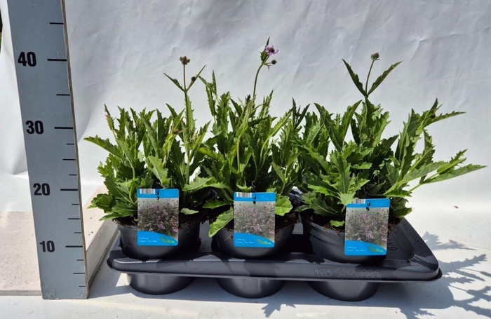 Verbena rigida