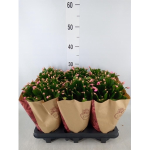Schlumbergera ...