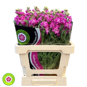 Matthiola Iron Pink