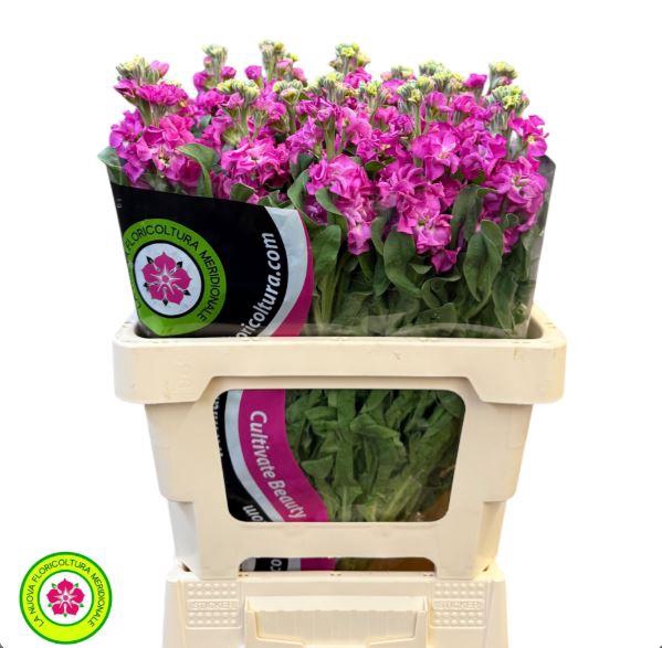 <h4>Matthiola Iron Pink</h4>
