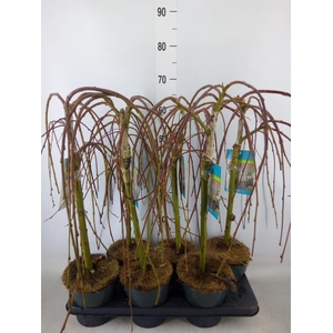 Salix caprea 'Kilmarnock'