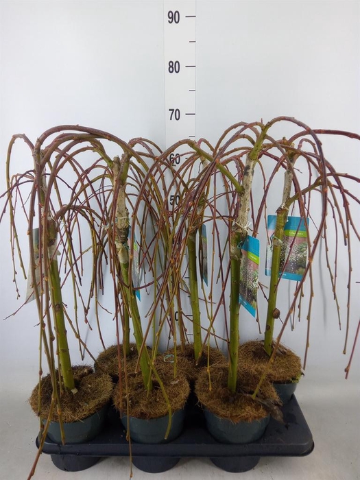 <h4>Salix caprea 'Kilmarnock'</h4>