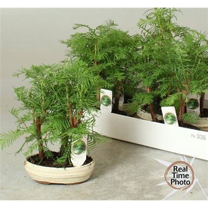 Bonsai Larix Tree