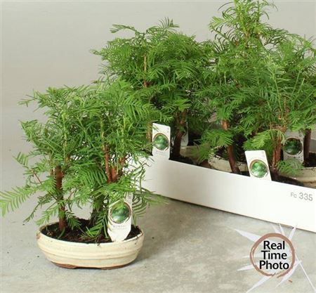 <h4>Bonsai Larix Tree</h4>