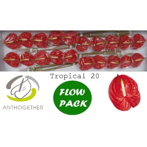 Anthurium Tropical