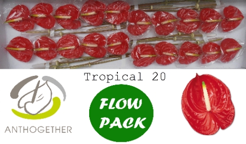 ANTH A TROPICAL 20 FL