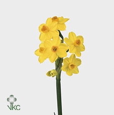 Narcissus Grand Soleil d'Or Box 2 x 50